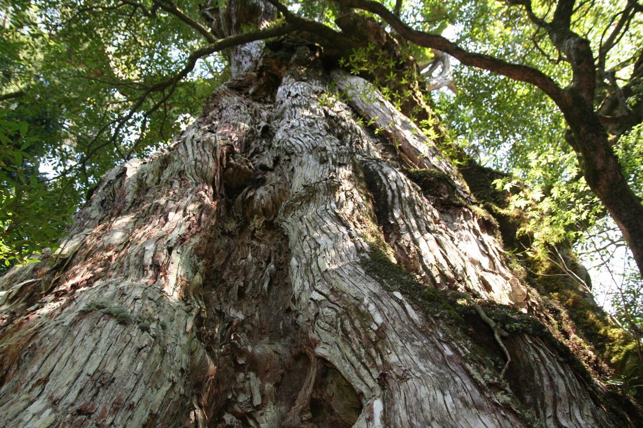 Hotel Yakunoyado Taguchi Yakushima  Zewnętrze zdjęcie
