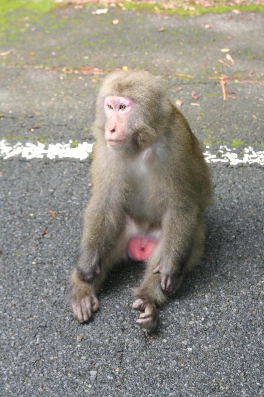 Hotel Yakunoyado Taguchi Yakushima  Zewnętrze zdjęcie